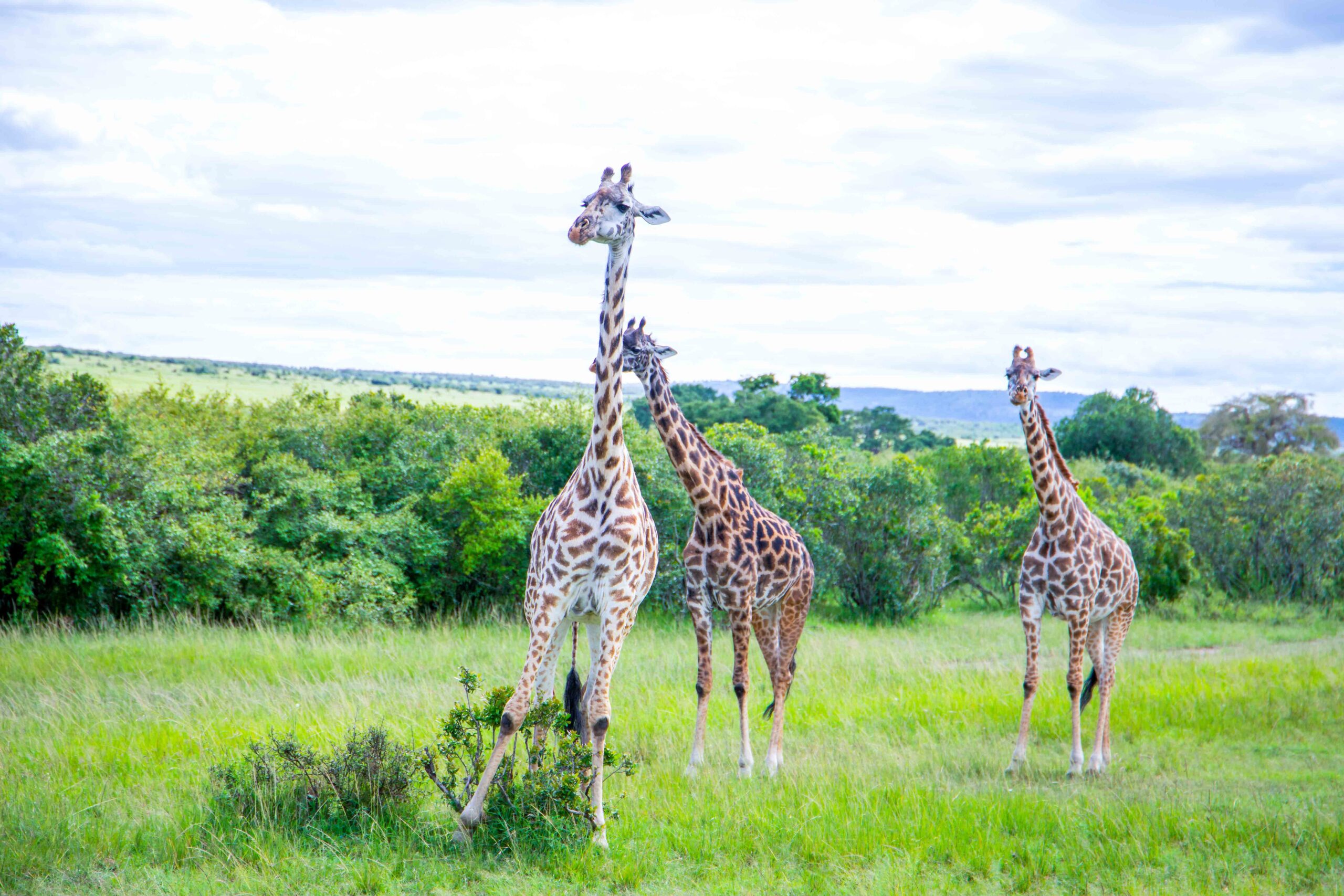 IMG_7217-scaled